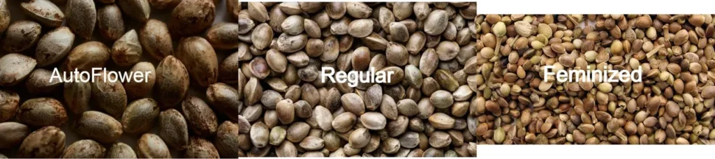 Varieties of High Quality Cannabis seeds 