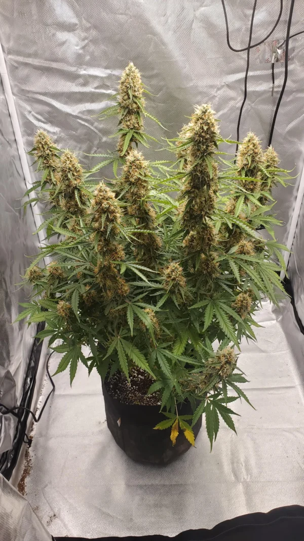 Amnesia Lemon Auto