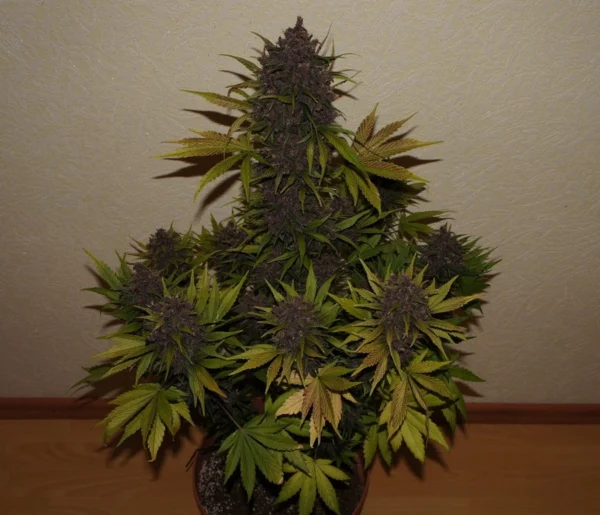 LSD Autoflower