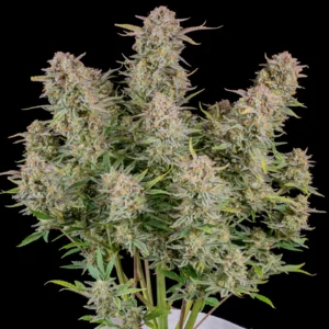 Bruce Banner Auto Flower