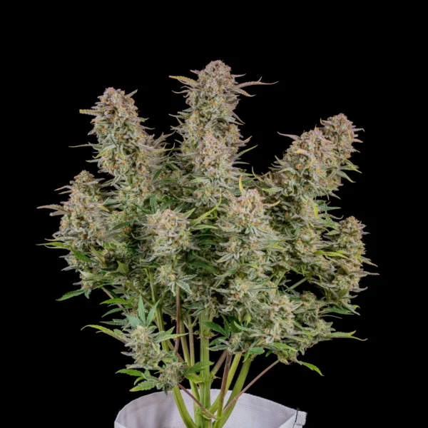 Bruce Banner Auto Flower