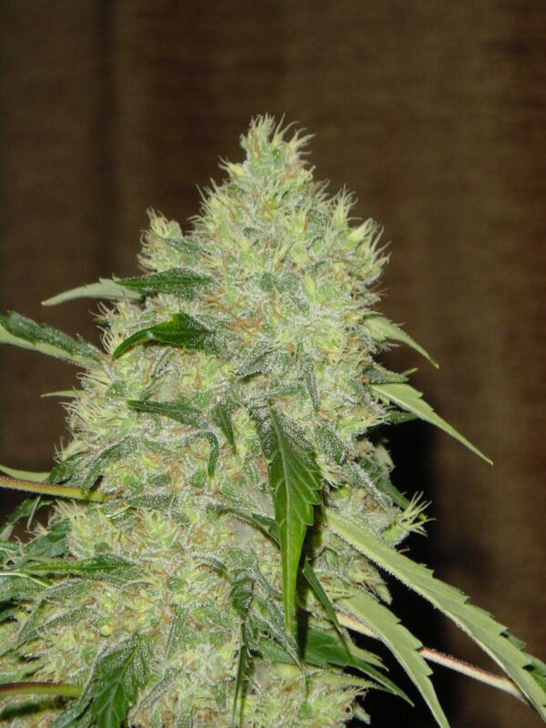 Bubble Gum Autoflower