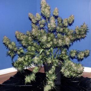 Girl Scout Cookies Autoflower