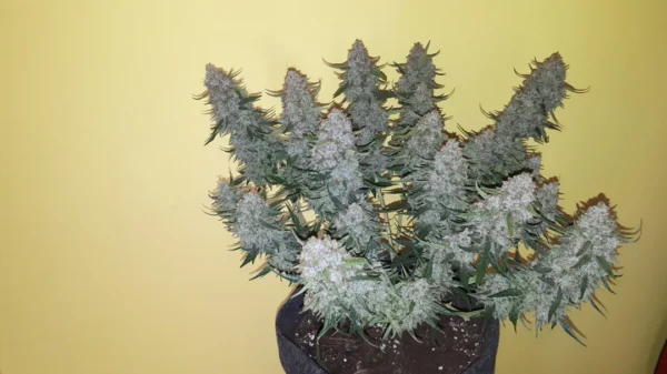 Jack Herer Autoflower