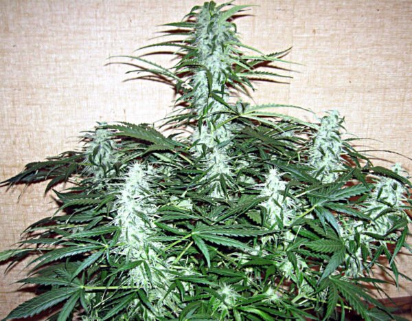 Jack Herer Autoflower