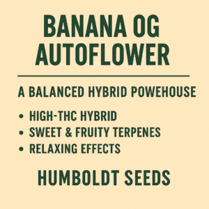 Banana OG Auto Flower