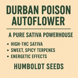 Durban Poison Auto Flower (Humboldt Seeds)