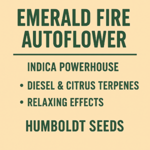 Emerald Fire OG Auto Flower ( Humboldt Seeds)