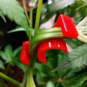 Low Stress Training( LST) Clips