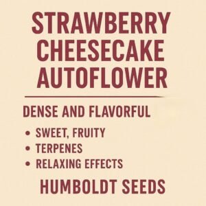 Strawberry Cheesecake Auto Flower(Humboldt Seeds)