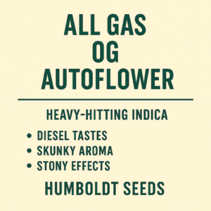All Gas OG Auto Flower (Humboldt Seeds)