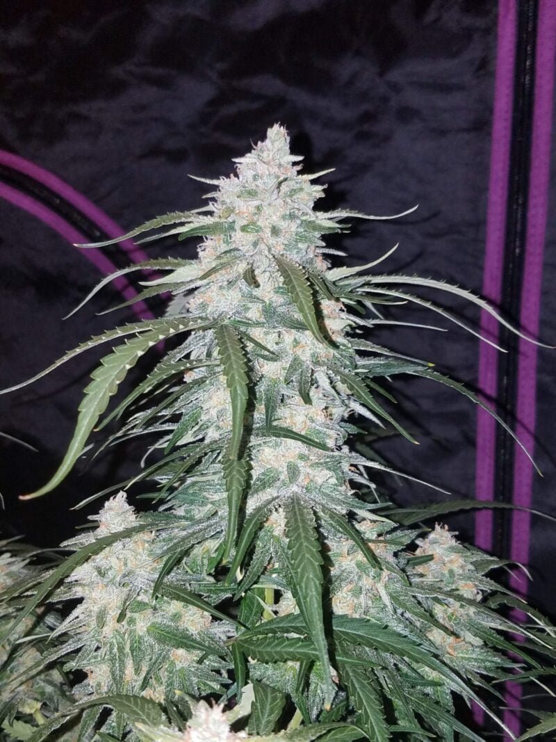 Pineapple Express Autoflower - Image 3