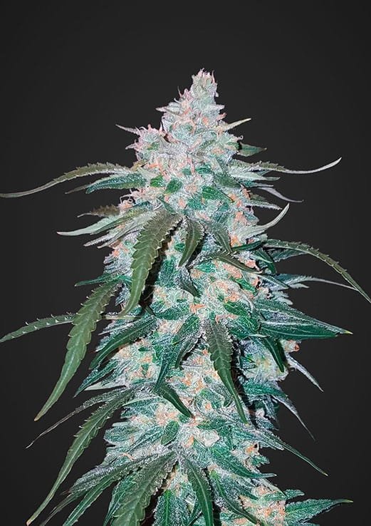 Pineapple Express Autoflower - Image 2