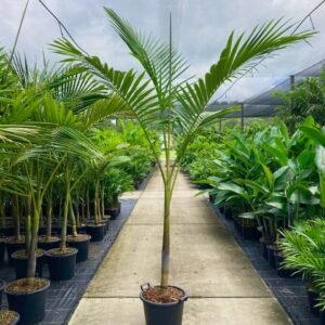 King Palm: The Tropical Marvel
